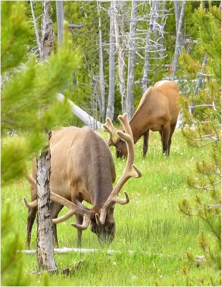 antelopes