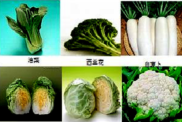 cruciferous