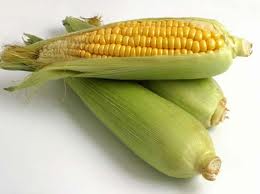 maize