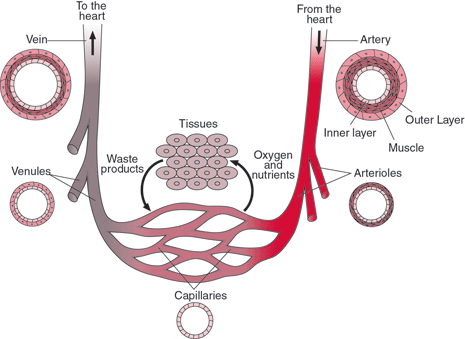 bloodvessels