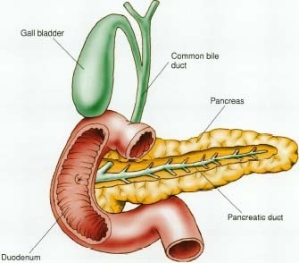 pancreas