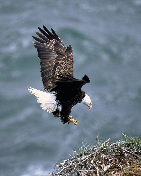 baldeagle