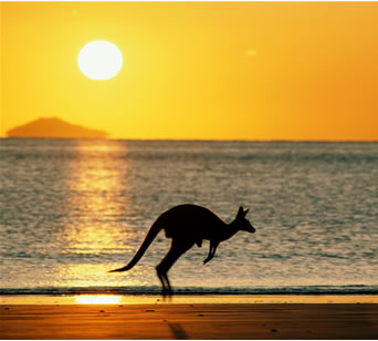 australiakangaroo