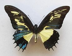 https://upload.wikimedia.org/wikipedia/commons/thumb/f/fc/Papilioandrogeusgynandromorph.jpg/230px-Papilioandrogeusgynandromorph.jpg